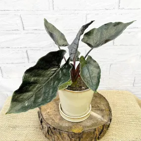 20 - 30cm Alocasia Antoro Elephant Ear 10cm Pot House Plant