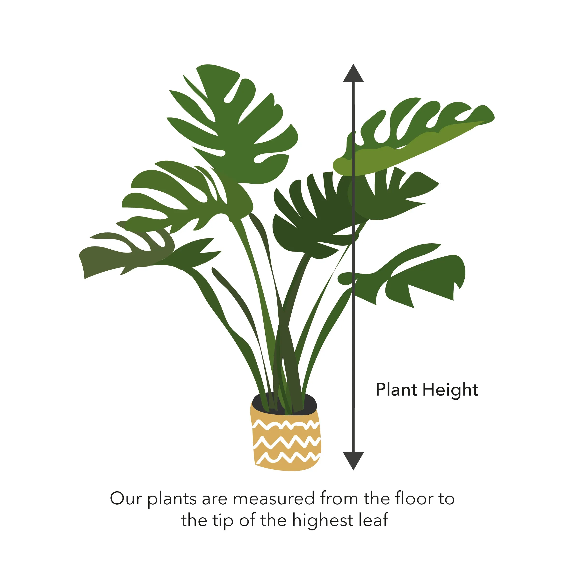 20 - 30cm Alocasia Antoro Elephant Ear 10cm Pot House Plant