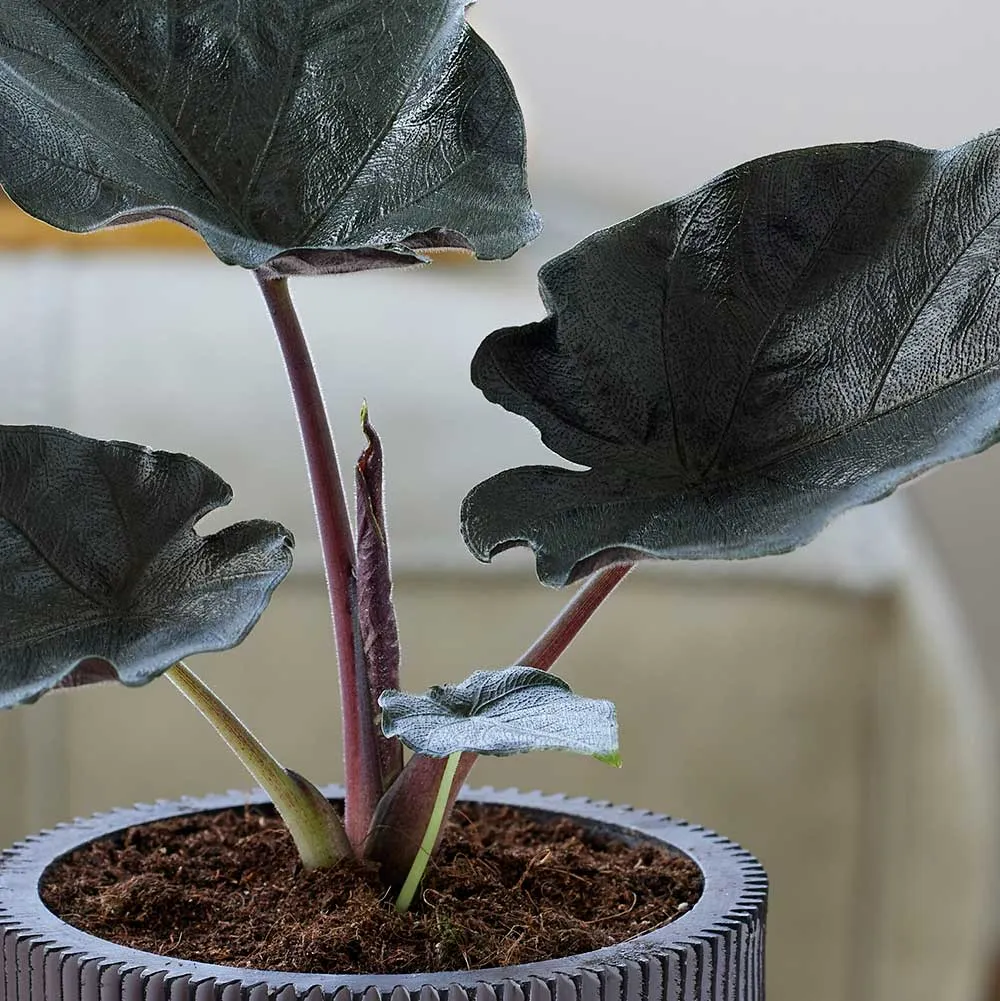 20 - 30cm Alocasia Antoro Elephant Ear 10cm Pot House Plant