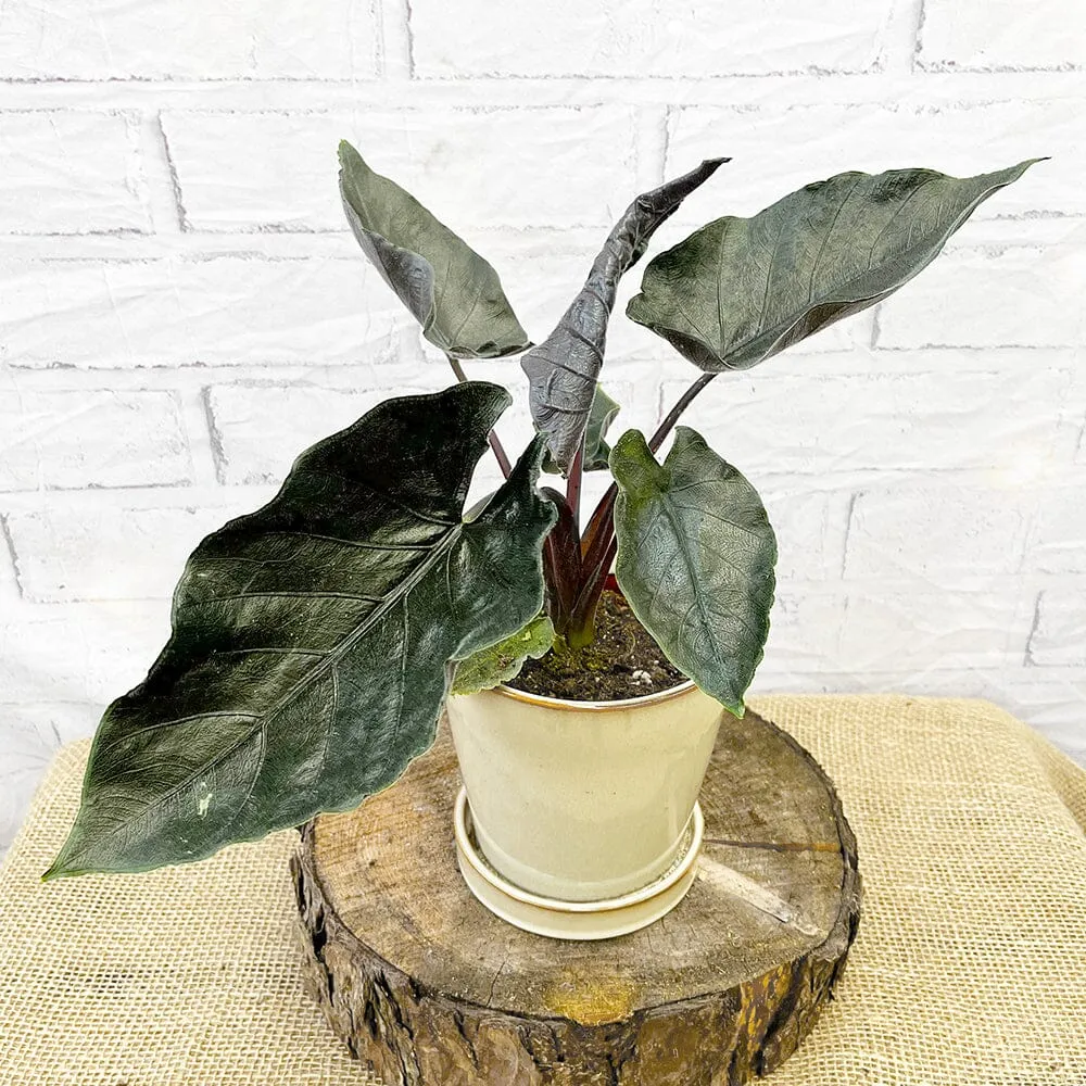 20 - 30cm Alocasia Antoro Elephant Ear 10cm Pot House Plant