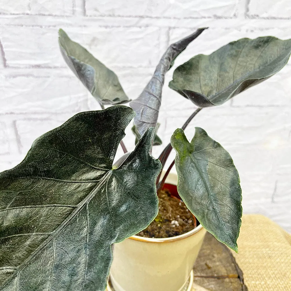 20 - 30cm Alocasia Antoro Elephant Ear 10cm Pot House Plant
