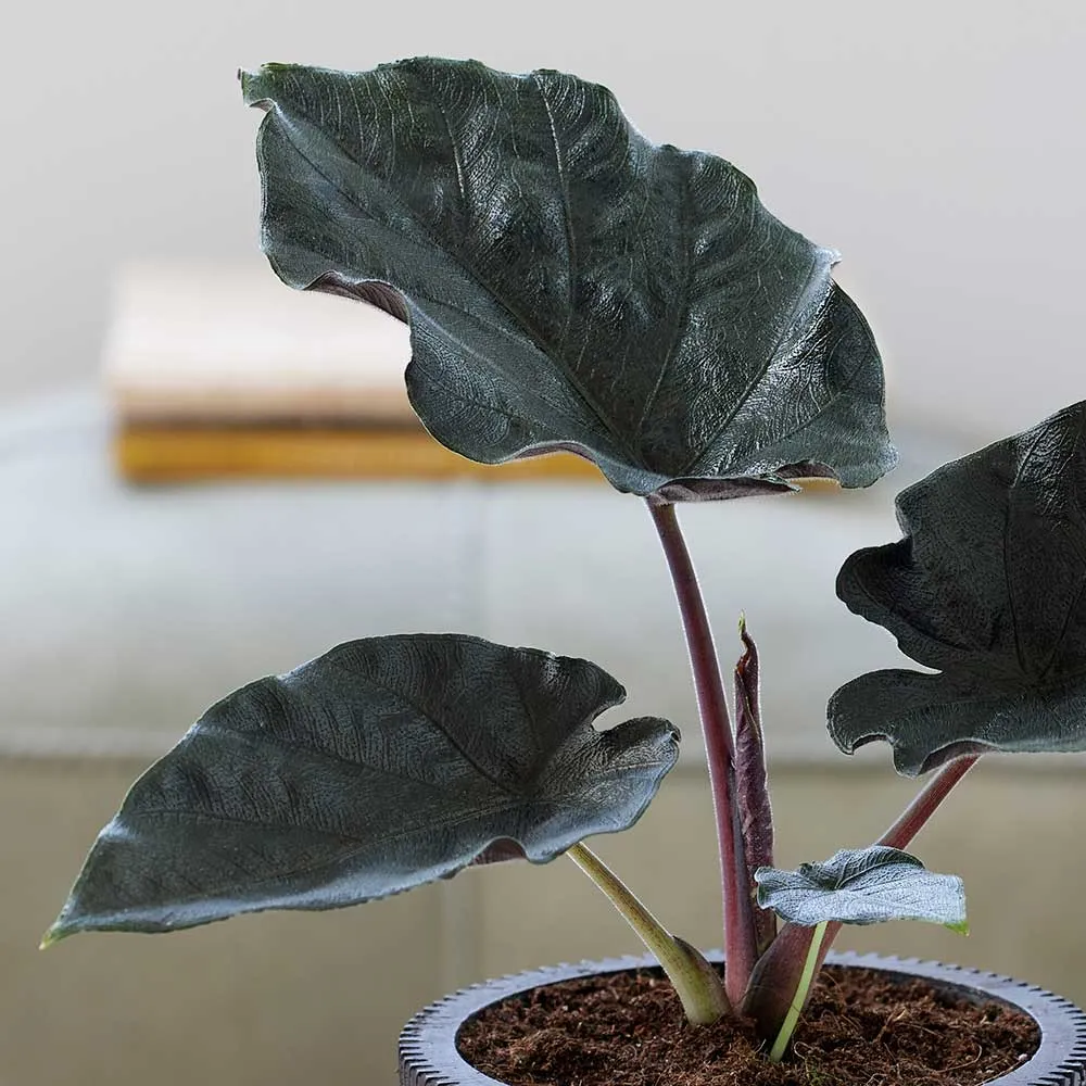 20 - 30cm Alocasia Antoro Elephant Ear 10cm Pot House Plant