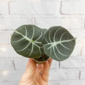 Alocasia Black Velvet Elephant Ear House Plant 6cm Pot