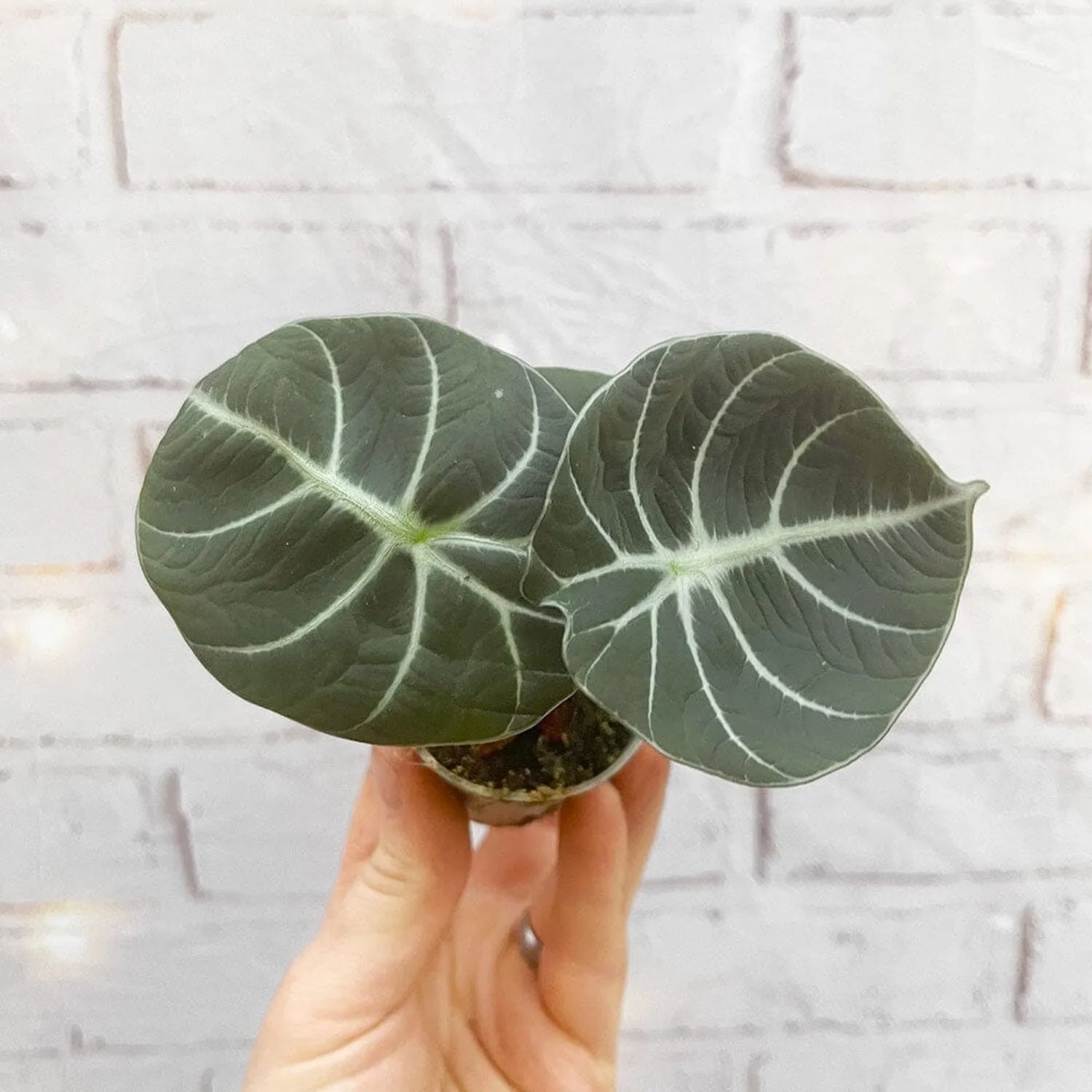 Alocasia Black Velvet Elephant Ear House Plant 6cm Pot