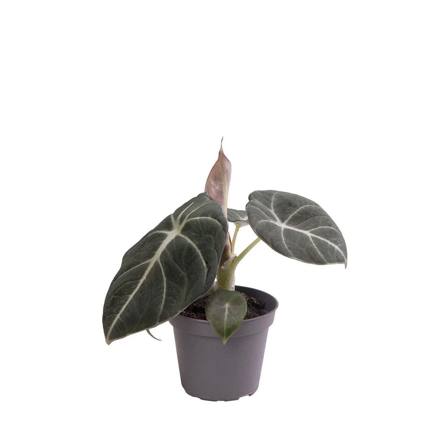 Alocasia Black Velvet Elephant Ear House Plant 6cm Pot