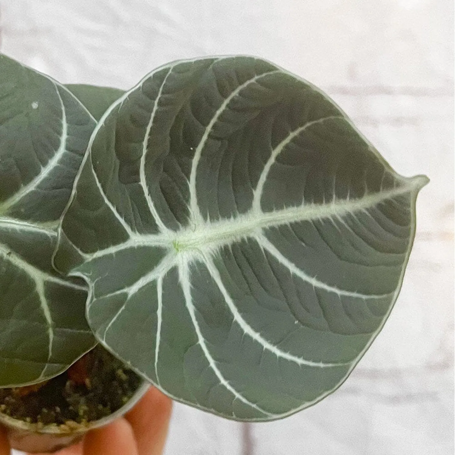 Alocasia Black Velvet Elephant Ear House Plant 6cm Pot