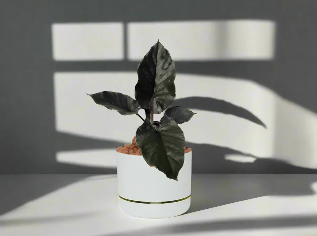 Alocasia Chienlii Antoro Velvet - Pot   Plant   Soil   LECA   Sustee