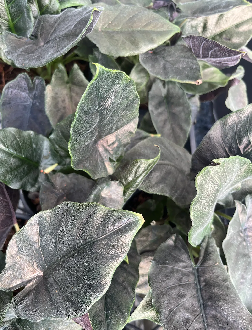 Alocasia Chienlii Antoro Velvet - Pot   Plant   Soil   LECA   Sustee
