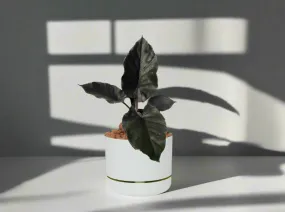 Alocasia Chienlii Antoro Velvet - Pot   Plant   Soil   LECA   Sustee