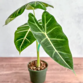Alocasia 'Frydek' - Frydek Elephant Ear - 4 Inch