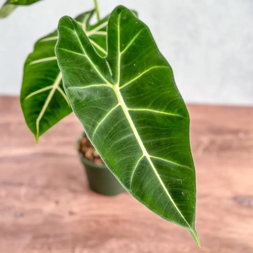 Alocasia 'Frydek' - Frydek Elephant Ear - 4 Inch