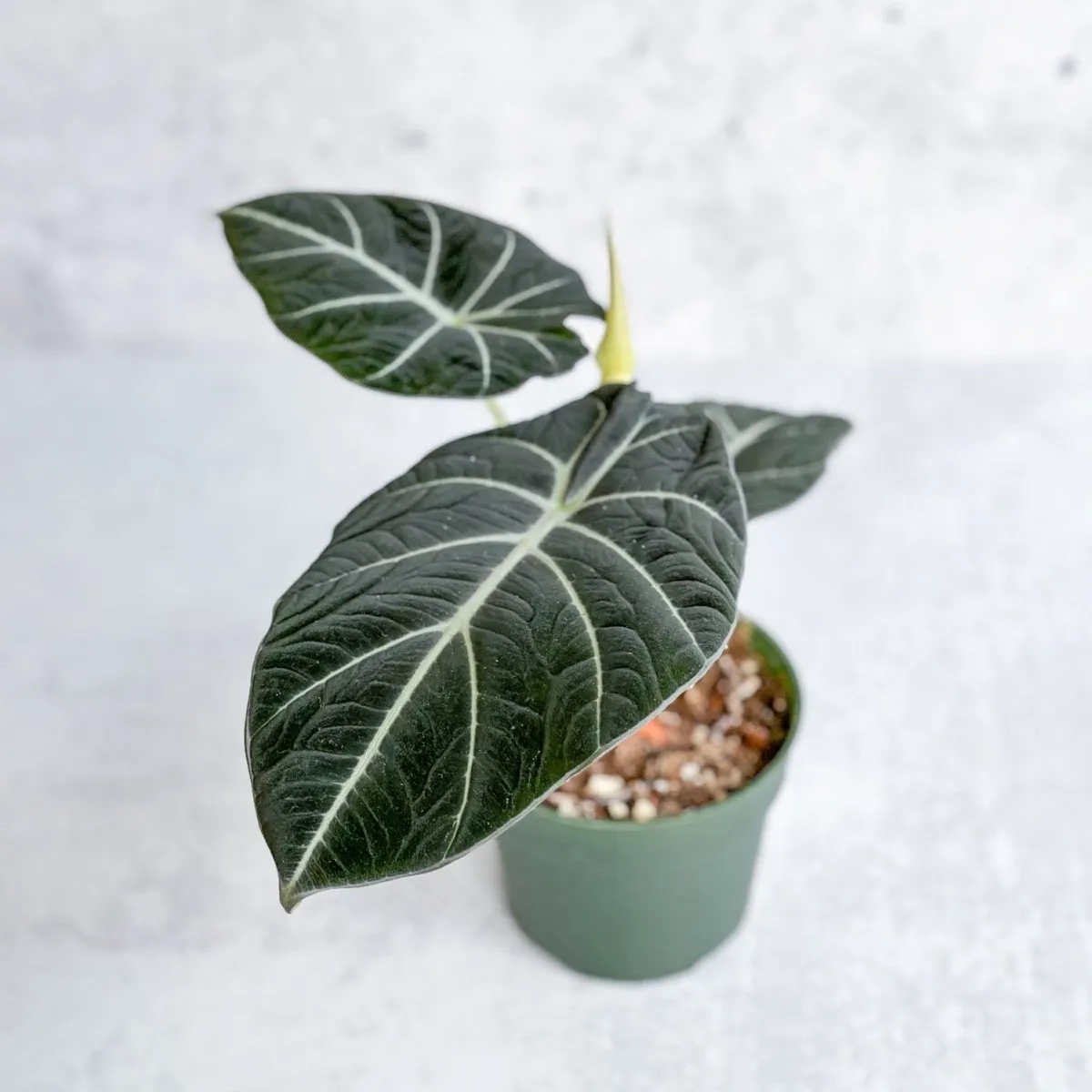 Alocasia Reginula 'Black Velvet' - 4.5 Inch