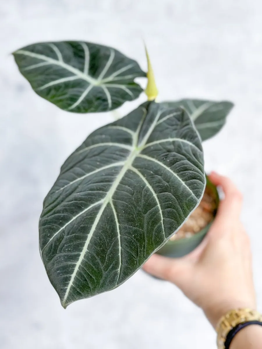 Alocasia Reginula 'Black Velvet' - 4.5 Inch