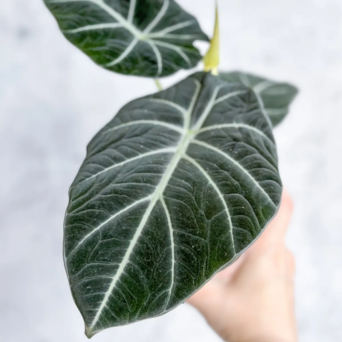 Alocasia Reginula 'Black Velvet' - 4.5 Inch