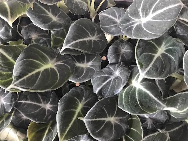 Alocasia reginula 'Black Velvet' Elephant Ears Plant