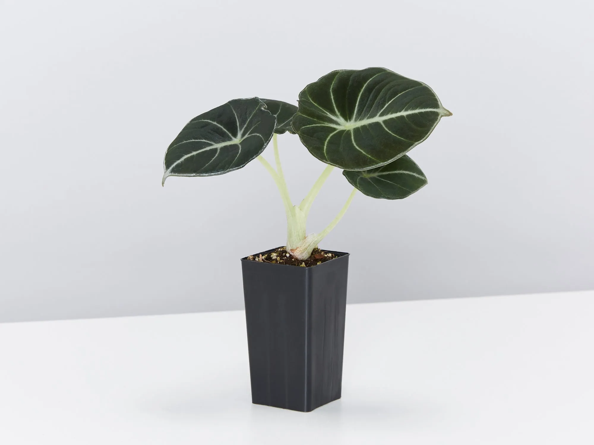 Alocasia reginula 'Black Velvet' Elephant Ears Plant