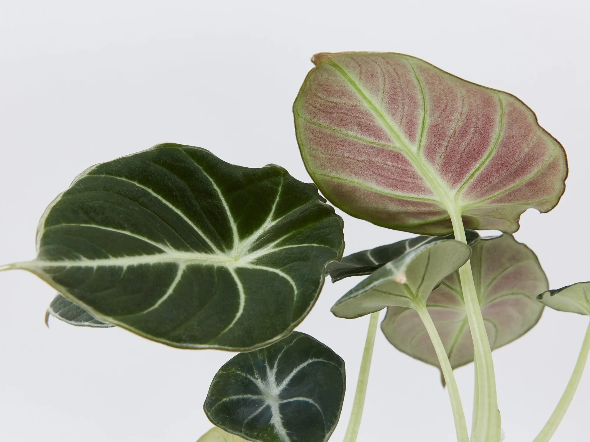Alocasia reginula 'Black Velvet' Elephant Ears Plant