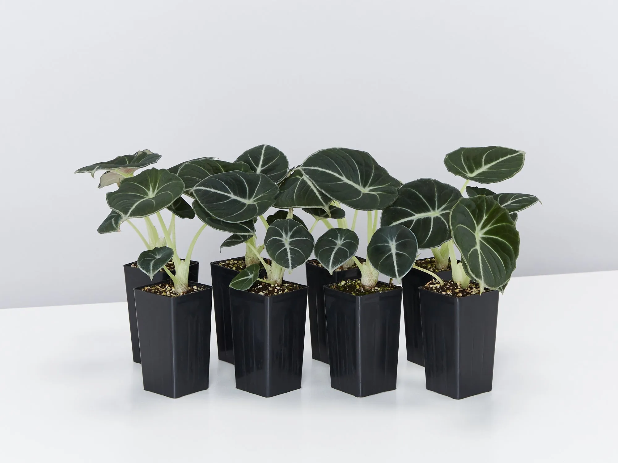 Alocasia reginula 'Black Velvet' Elephant Ears Plant