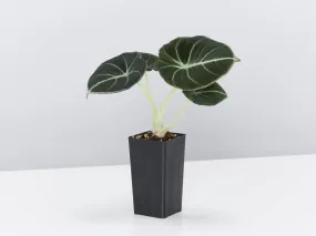 Alocasia reginula 'Black Velvet' Elephant Ears Plant