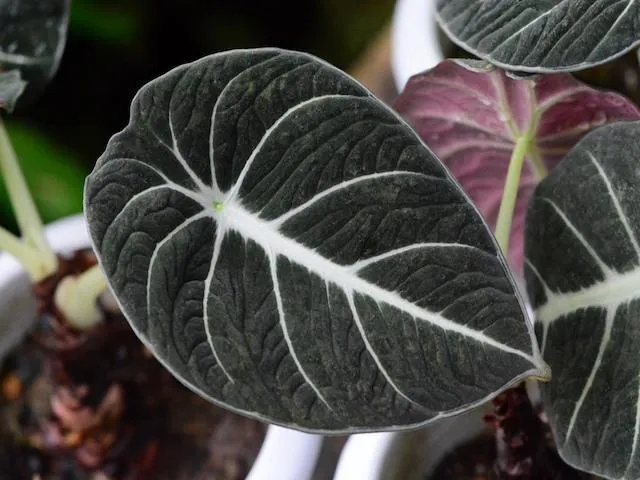 Alocasia reginula 'Black Velvet' Elephant Ears Plant