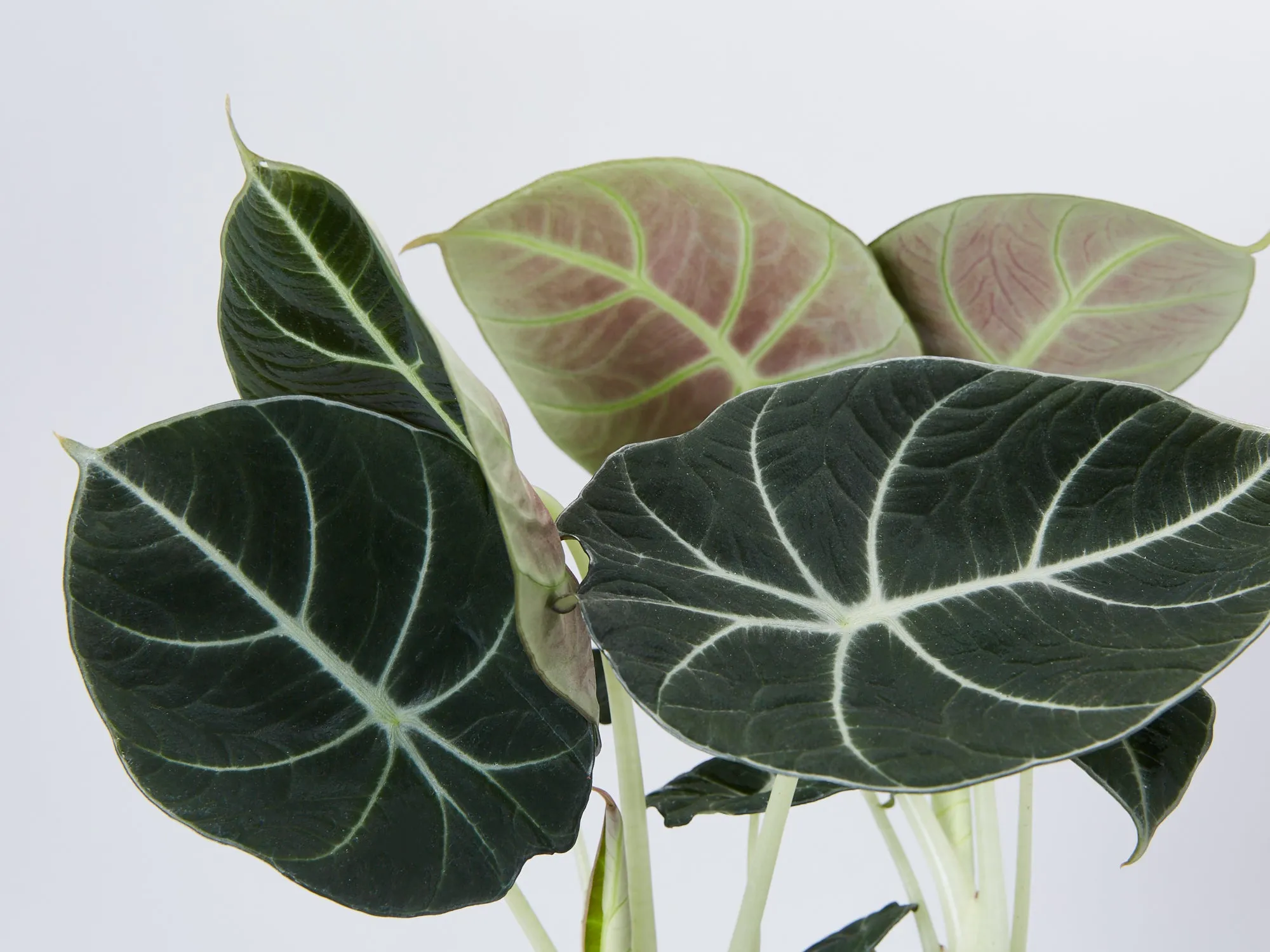 Alocasia reginula Black Velvet - Pot   Plant   Soil   LECA   Sustee
