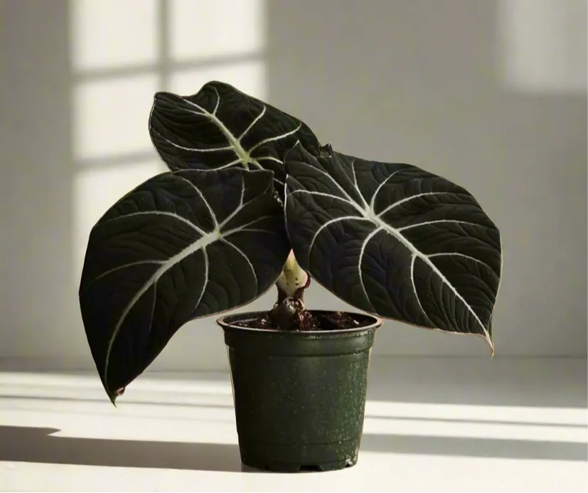 Alocasia reginula Black Velvet - Pot   Plant   Soil   LECA   Sustee