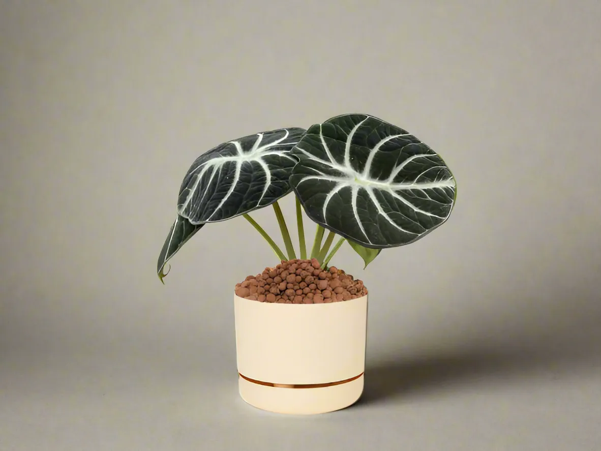 Alocasia reginula Black Velvet - Pot   Plant   Soil   LECA   Sustee
