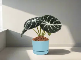 Alocasia reginula Black Velvet - Pot   Plant   Soil   LECA   Sustee