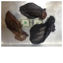 Beef Ear, Dehydrated, Hair on **Treat Pet Candy