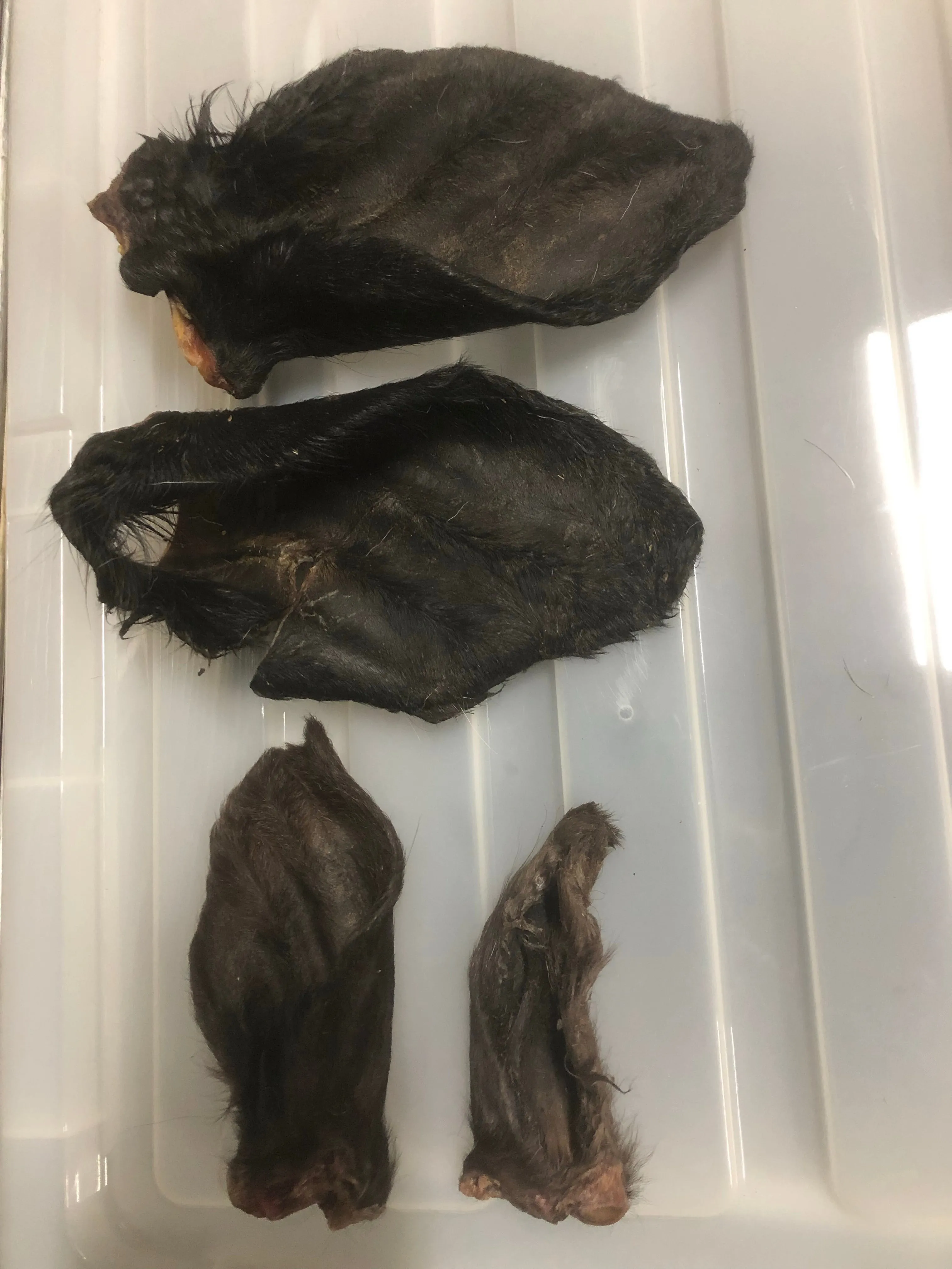 Beef Ear, Dehydrated, Hair on **Treat Pet Candy