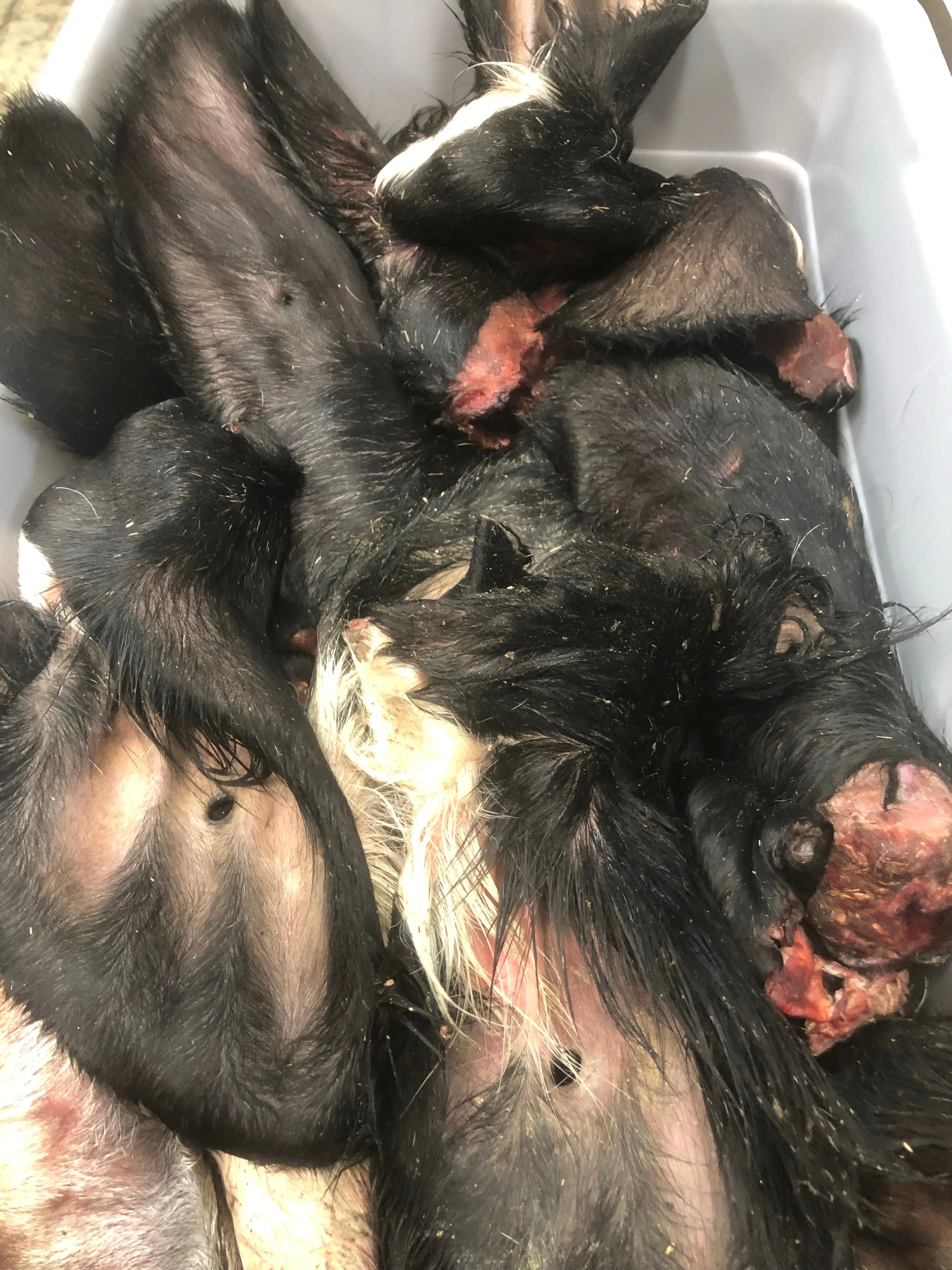 Beef Ears - Raw, Whole