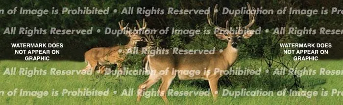 Buck Fever Rear Window Decal