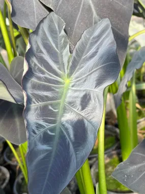 Colocasia esculenta - 'Coal Miner' (Bare Root)