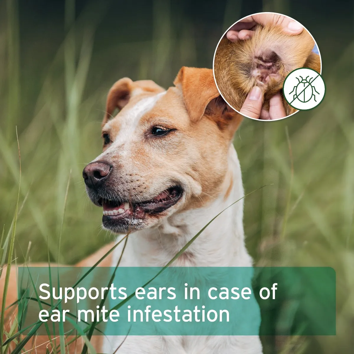 Ear Mite Treatment Oil Drops - available in two sizes