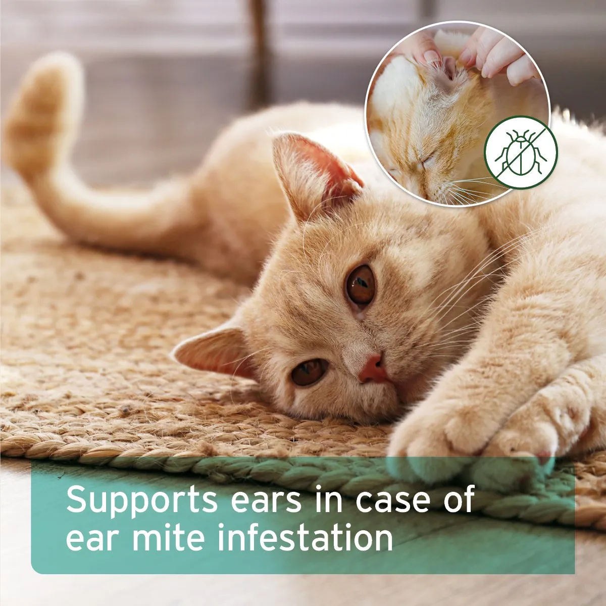Ear Mite Treatment Oil Drops - available in two sizes