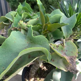 Kalanchoe beharensis 'Furless'