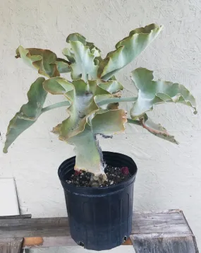 Kalanchoe beharensis (Velvet Elephant Ear)