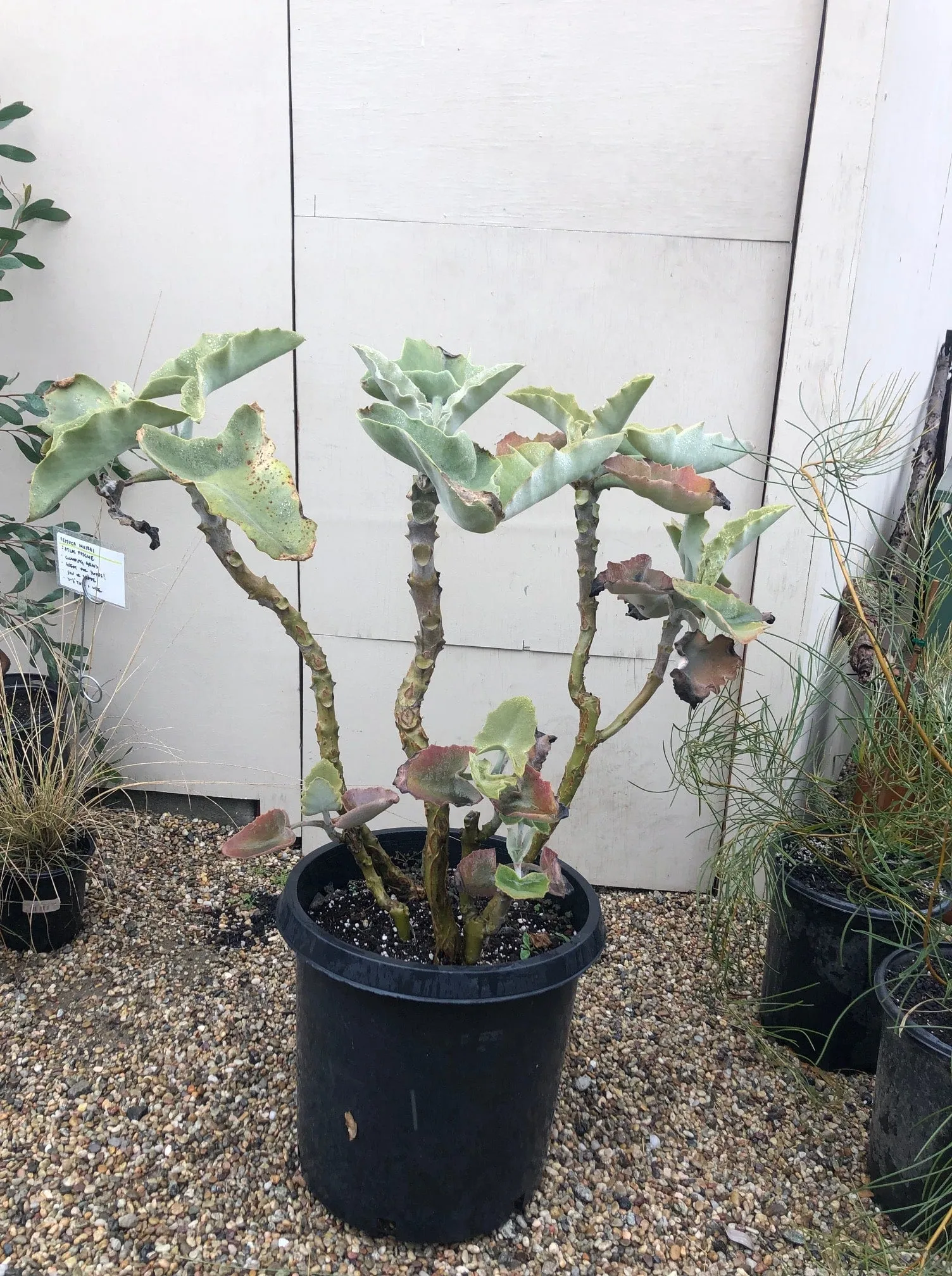 Kalanchoe beharensis (Velvet Elephant Ear)