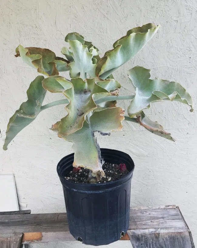 Kalanchoe beharensis (Velvet Elephant Ear)
