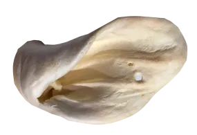 Puffed Cow Ear